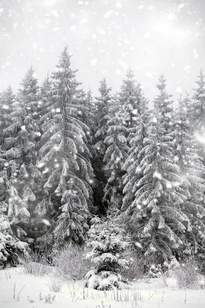 雪の fir 木と冬の風景 — ストック写真