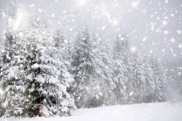 Winterlandschap met besneeuwde sparren — Stockfoto