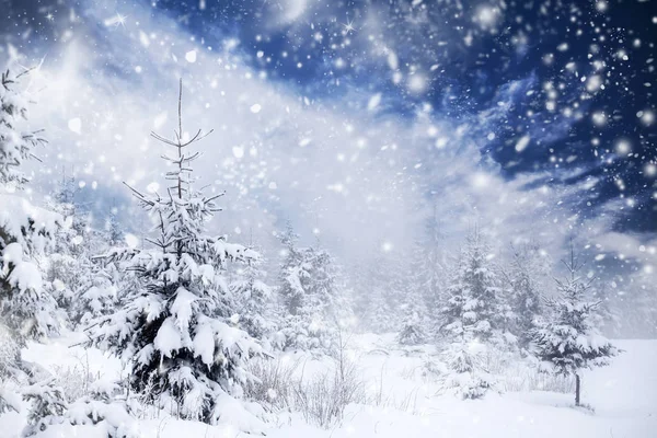 Téli táj havas fenyők — Stock Fotó