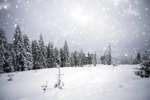 Zimní krajina s zasněžené jedle — Stock fotografie