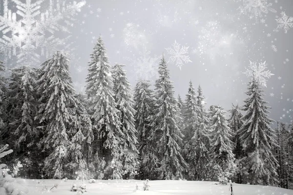Winterlandschaft mit schneebedeckten Tannen — Stockfoto