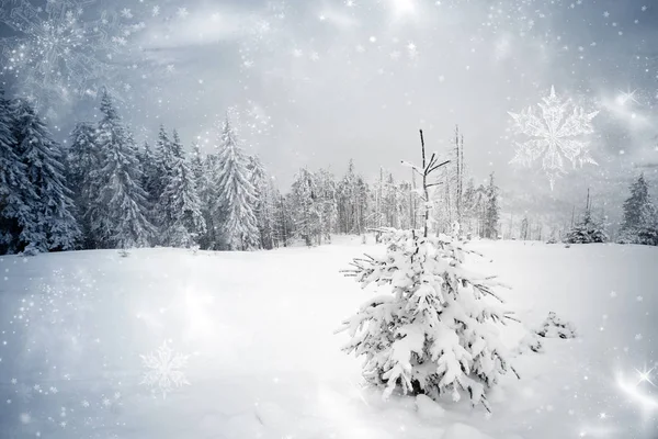 Snowy fir tree — Stock Photo, Image