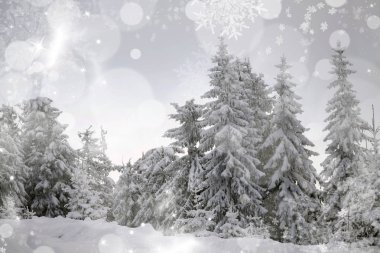 karlı köknar ağaçları ile kış manzarası