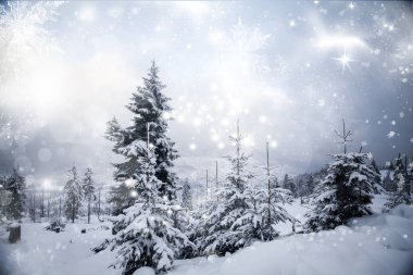 karlı köknar ağaçları ile kış manzarası