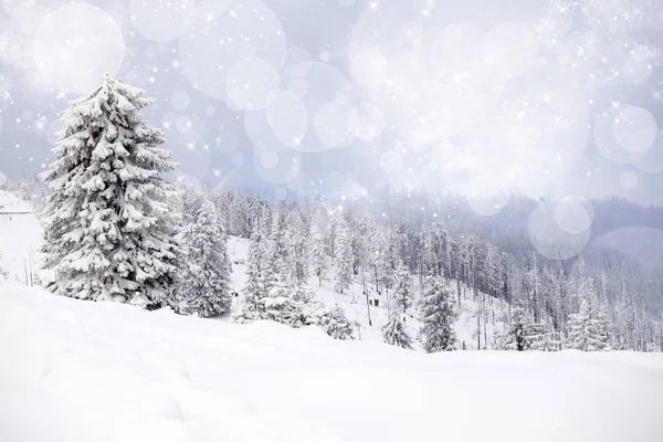 雪の fir 木と冬の風景 — ストック写真
