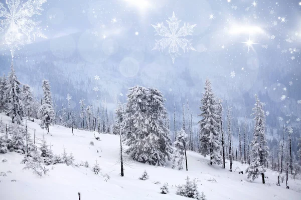 冬季景观与雪杉树 — 图库照片