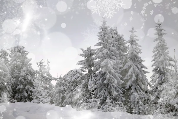 karlı köknar ağaçları ile kış manzarası