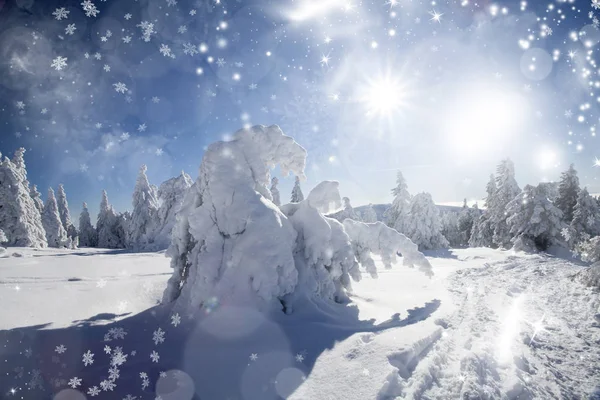 雪の fir 木と冬の風景 — ストック写真