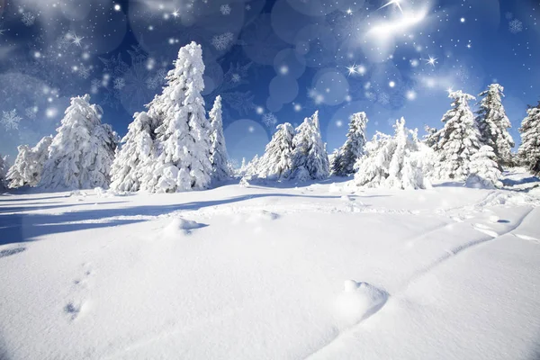 Winterlandschap met besneeuwde sparren — Stockfoto