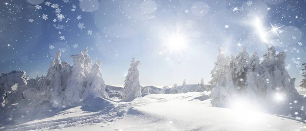 冬季景观与雪杉树 — 图库照片