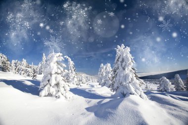 Karlı köknar ağaçları ile Noel arkaplanı