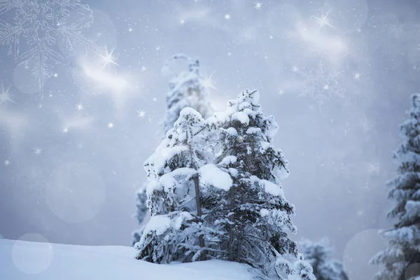 Fond de Noël avec sapins neigeux — Photo