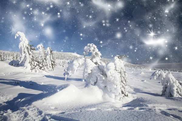 Christmas background with snowy fir trees — Stock Photo, Image