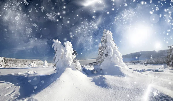 Jul bakgrund med snöiga gran träd — Stockfoto