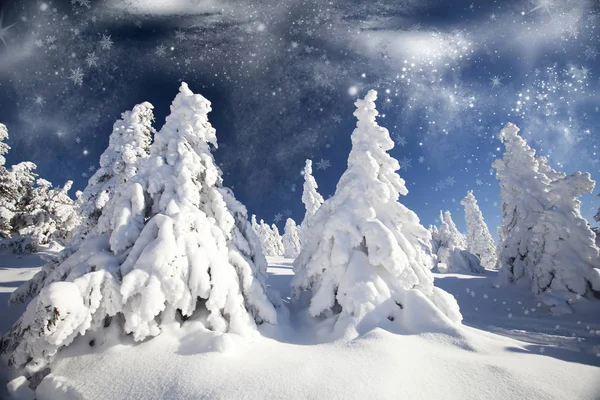 Kerst achtergrond met besneeuwde dennenbomen — Stockfoto