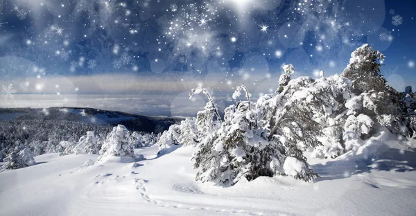 Jul bakgrund med snöiga gran träd — Stockfoto