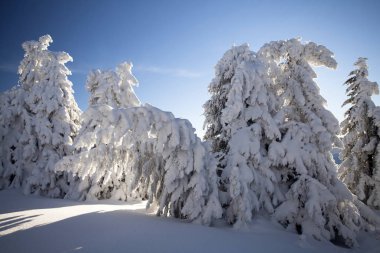 Çam ağaçları dağlarda kar kaplı
