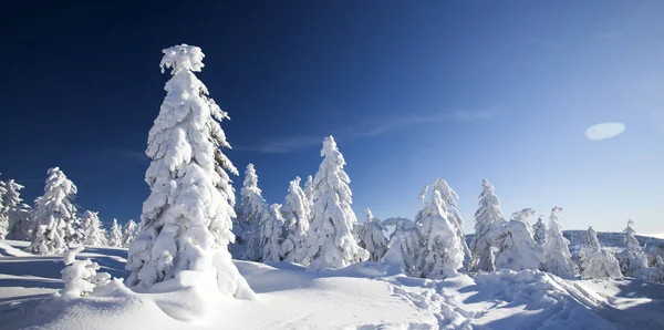 Zasněžené stromy borovice v horách — Stock fotografie