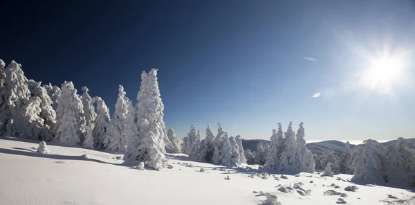 Snön täckte tallar i bergen — Stockfoto