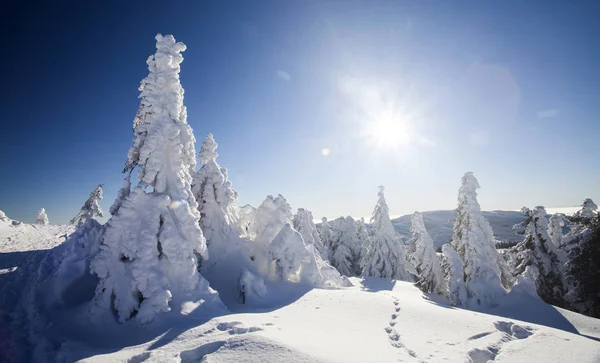 雪覆盖在山上的松树 — 图库照片