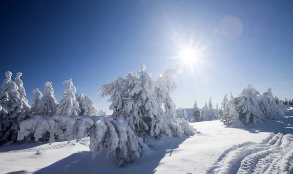 Pokryte śniegiem sosny w górach — Zdjęcie stockowe