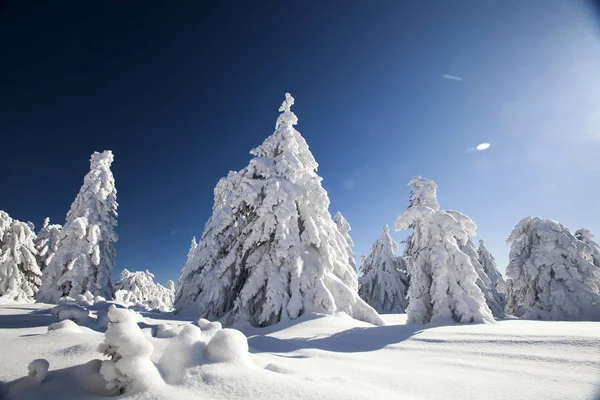 Pinos cubiertos de nieve en las montañas — Foto de Stock