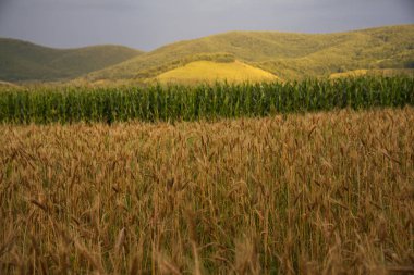 Yaz günbatımı açık