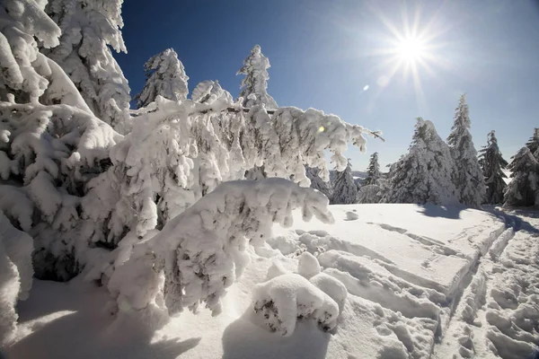 足跡を雪に覆われた冬の風景 — ストック写真