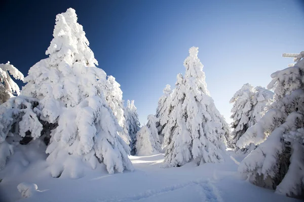 Jul bakgrund med snöiga gran träd — Stockfoto