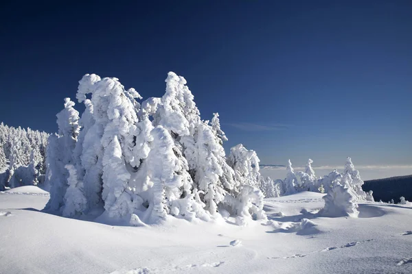 Pinos cubiertos de nieve en las altas montañas —  Fotos de Stock