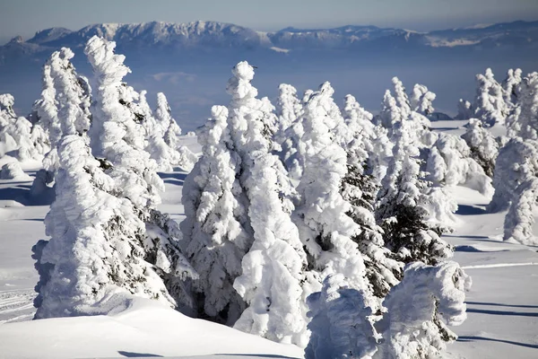 Pini innevati in alta montagna — Foto Stock