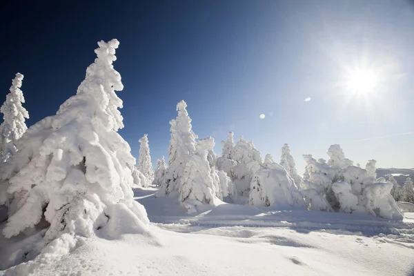 冰雪覆盖的高山松树 — 图库照片