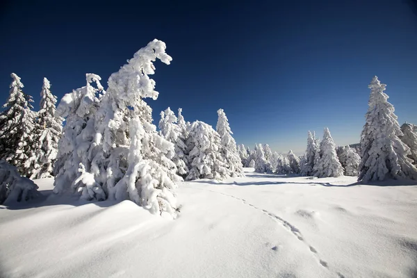 Karlı kış manzara ayak sesleri ile — Stok fotoğraf