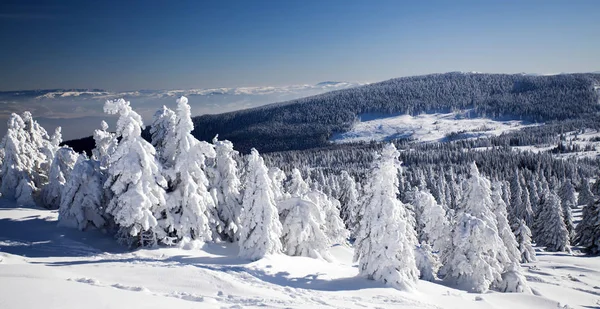 Pokryte śniegiem drzew sosnowych, w wysokich górach — Zdjęcie stockowe