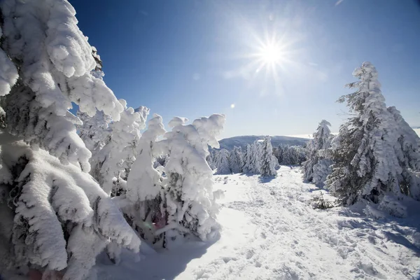 Sneeuw overdekte pijnbomen in de hoge bergen — Stockfoto