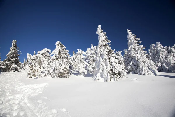 高い山の松の木が雪に覆われています。 — ストック写真