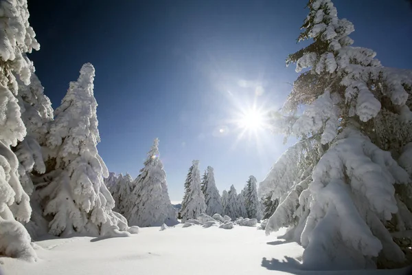 Pinos cubiertos de nieve en las altas montañas — Foto de Stock