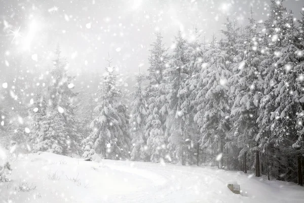 Fondo de Navidad con abetos nevados —  Fotos de Stock