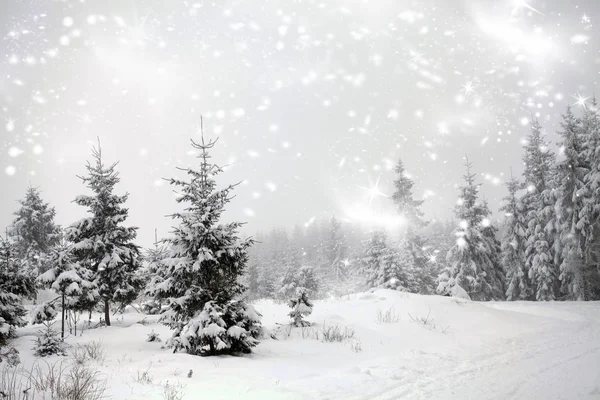 Kerst achtergrond met besneeuwde dennenbomen — Stockfoto