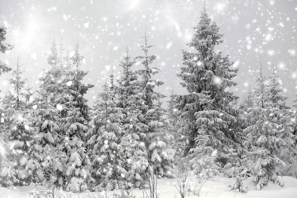 Fondo de Navidad con abetos nevados —  Fotos de Stock