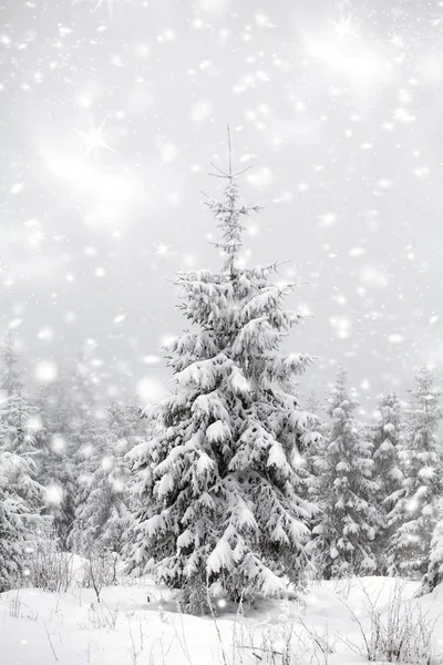 Latar belakang Natal dengan pohon cemara bersalju — Stok Foto