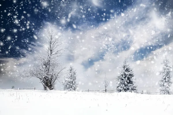 Bosque de pino cubierto de nieve — Foto de Stock