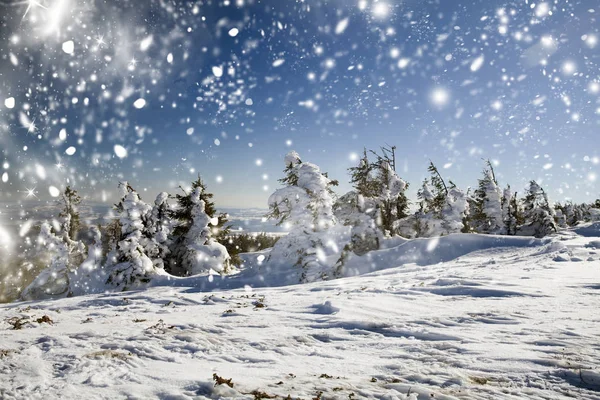 Sneeuw overdekte dennenbos — Stockfoto
