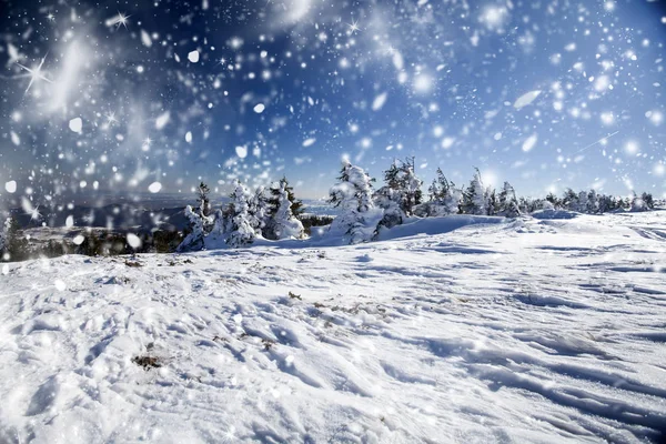 雪盖的松树林 — Stockfoto