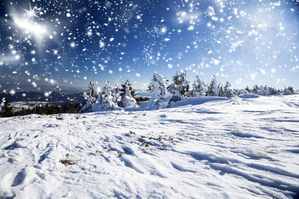 雪盖的松树林 — Stockfoto