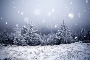 Hoarfrost ve kış dağlar - bedeni kar kaplı ağaçlar