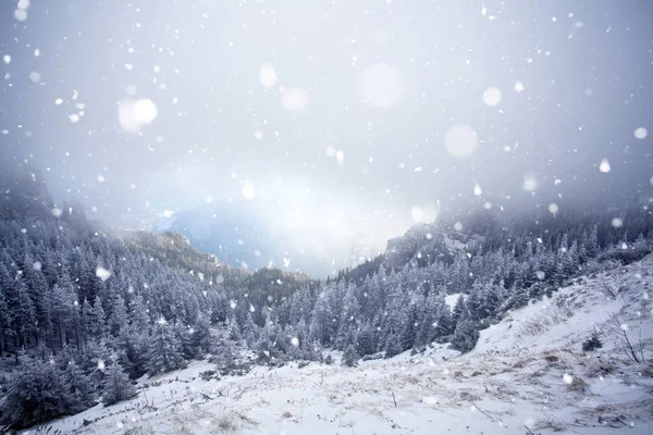 Árboles cubiertos de heladas y nieve en las montañas de invierno - Chri —  Fotos de Stock