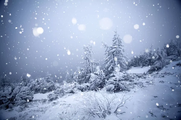 Hoarfrost ve kış dağlar - bedeni kar kaplı ağaçlar — Stok fotoğraf