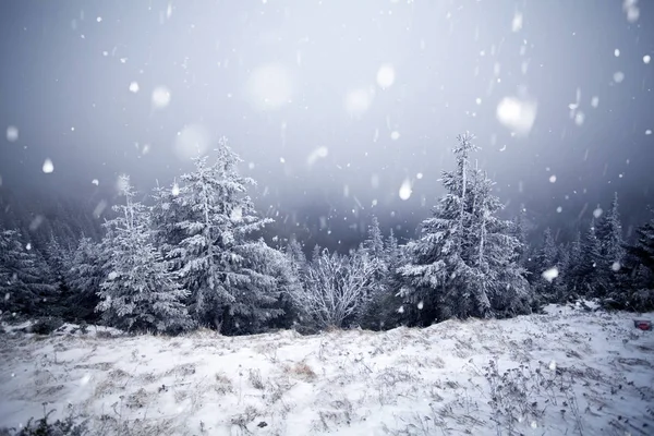 Stromy pokryté jinovatka a námraza a sníh v zimě hory - Chri — Stock fotografie