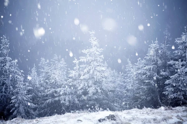 Träd täckta med rimfrost och snö i vinter bergen - Chri — Stockfoto